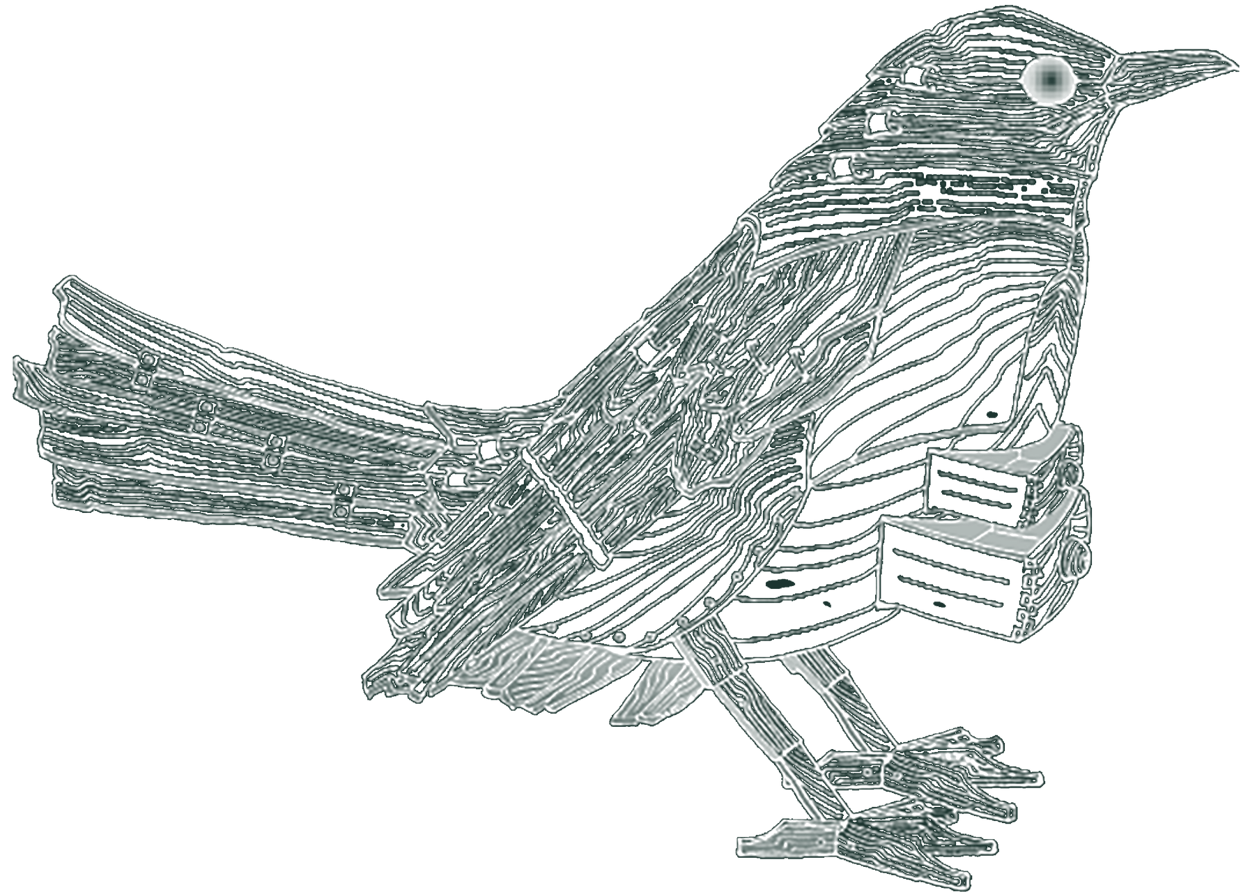 Klä Amsel